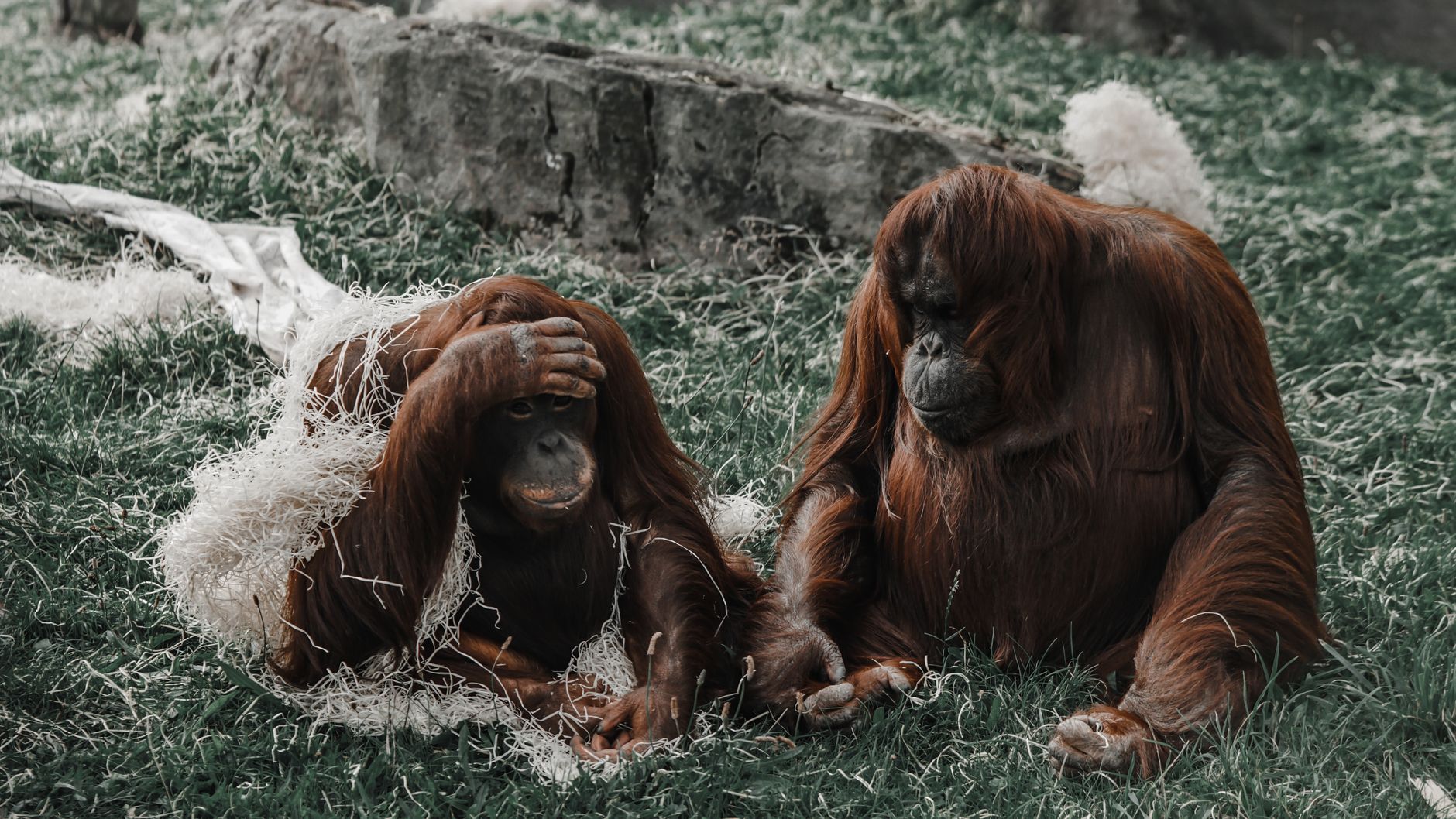 Dua orangutan beristirahat bersama di area berumput, menampilkan perilaku dan habitat alami mereka.