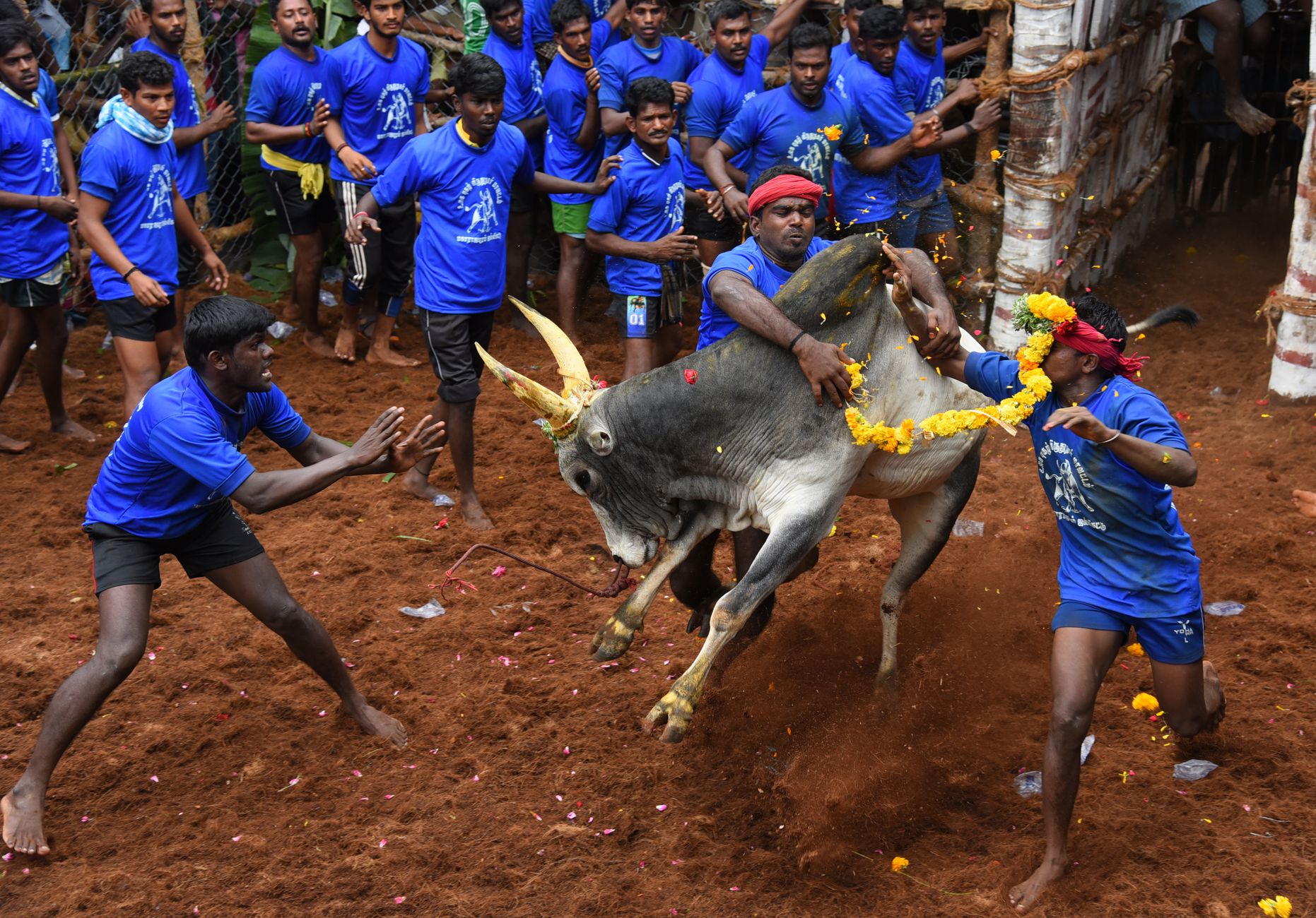 Adegan dinamis acara penjinakan banteng Jallikattu di Madurai, Tamil Nadu.